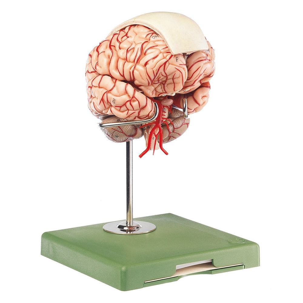 Anatomy Model, Educational Model Medical Anatomical Brain