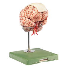 SOMSO Brain Model with Dura Mater and Falx Cerebri, 10 Parts