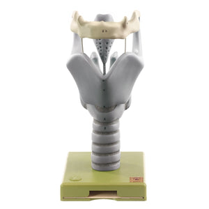 SOMSO Cartilages of the Larynx Model