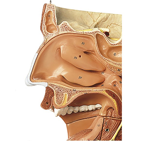 SOMSO Cavities of Nose, Mouth and Throat with Larynx