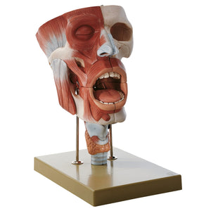 JNMFTD 2X Enlarged Human Throat Model,5 Parts Human Larynx 3D Anatomy