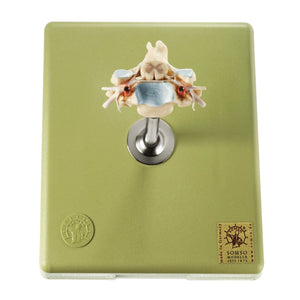 SOMSO Cervical Vertebra C-6 with Spinal Cord