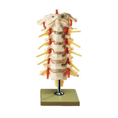 SOMSO Cervical Vertebral Column - Flexible with Spinal Cord
