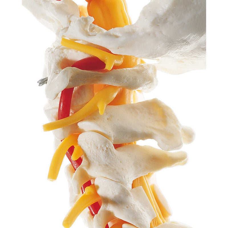 SOMSO Cervical Vertebral Column - Removable on a Stand