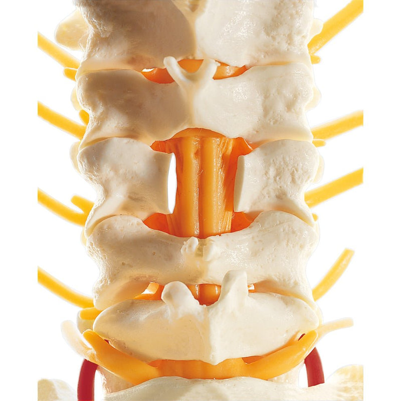 SOMSO Cervical Vertebral Column - Removable on a Stand