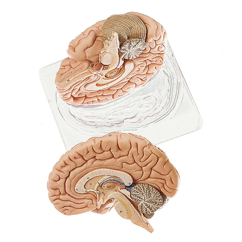 SOMSO Deluxe Human Brain Model, 2-Part