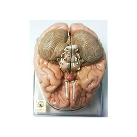 SOMSO Deluxe Human Brain Model, 2-Part