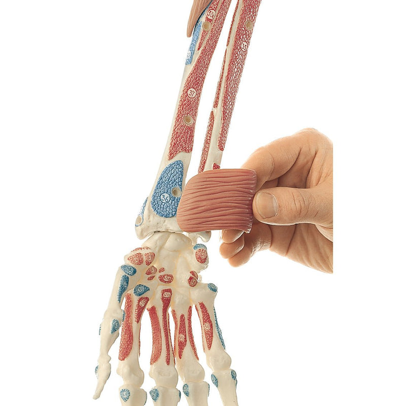 SOMSO Demonstration Model of the Arm Muscles