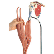 SOMSO Demonstration Model of the Arm Muscles