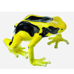 SOMSO Dendrobates Tinctorius, Female
