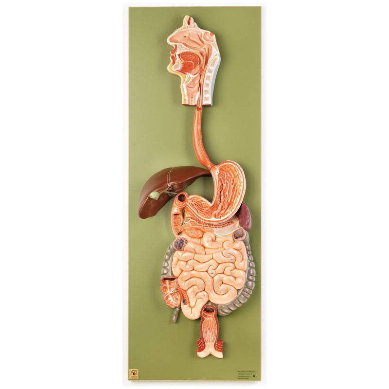 SOMSO Digestive Tract, half stomach can be opened