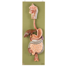 SOMSO Digestive Tract