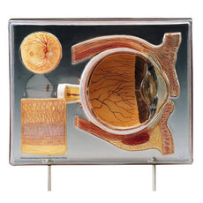 SOMSO Display Case Human Eye