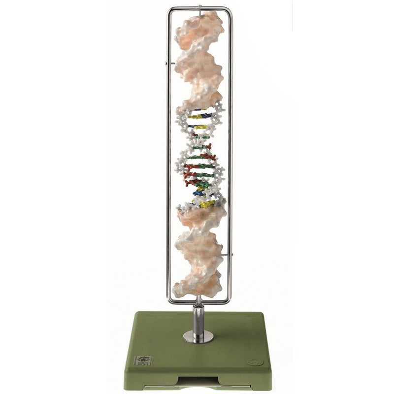 SOMSO DNA double helix