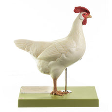 SOMSO Domestic Hen