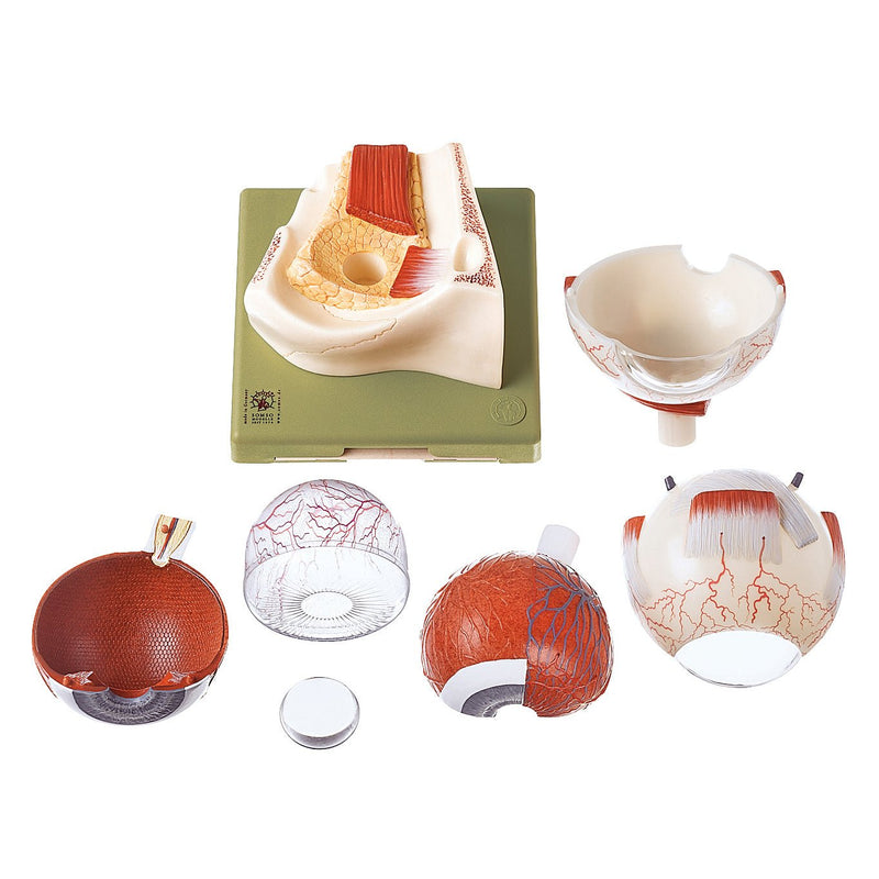 SOMSO Eyeball - 7 parts