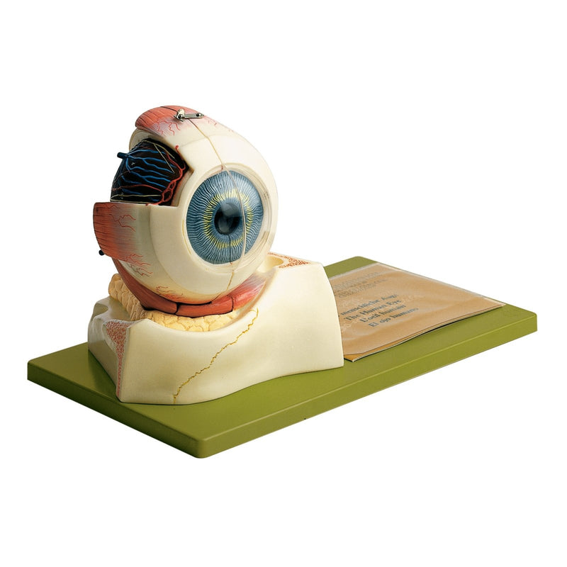 SOMSO Eyeball, Enlarged 5 Times, 3 parts