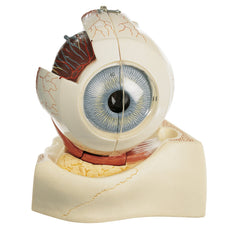 SOMSO Eyeball, Enlarged 5 Times, 3 parts