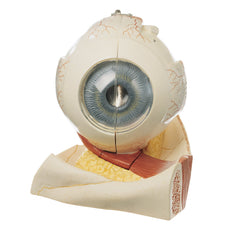 SOMSO Eyeball, Enlarged 5 Times, 5 parts