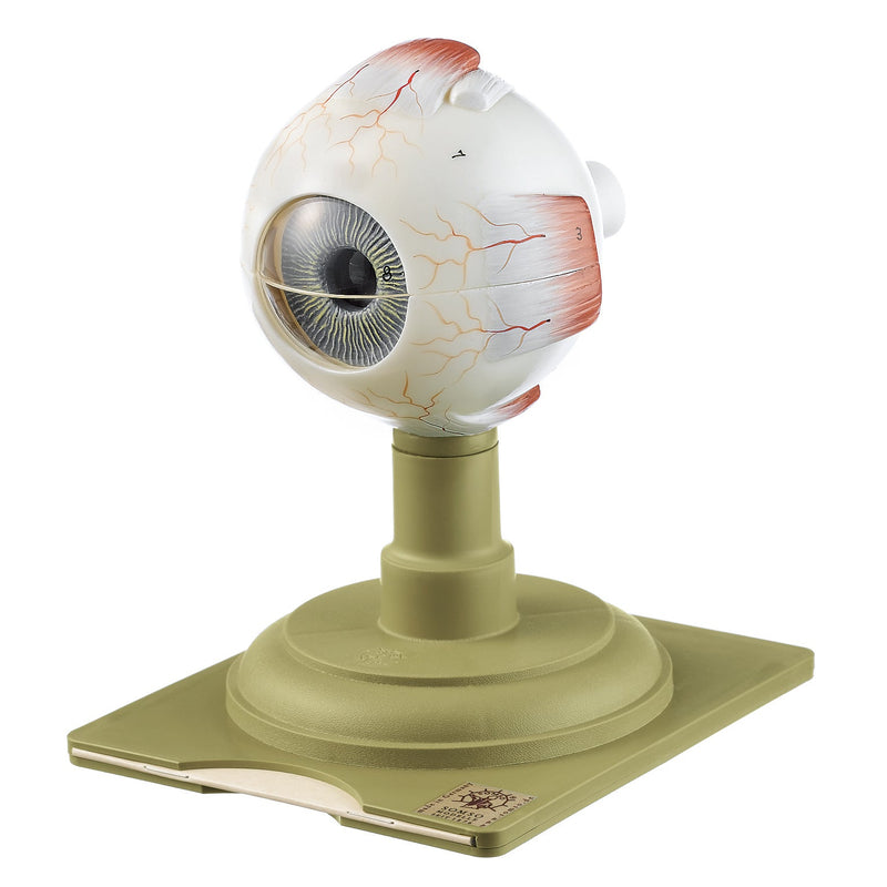 SOMSO Eyeball, Enlarged 5 Times, 6 parts