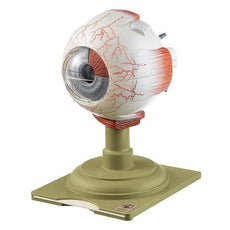 SOMSO Eyeball Model, 4x Enlarged