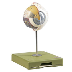 SOMSO Eyeball Model, Enlarged 4 Times