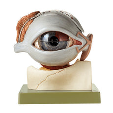 SOMSO Eyeball with Lacrimal Organs and Eyelids, 8 Parts