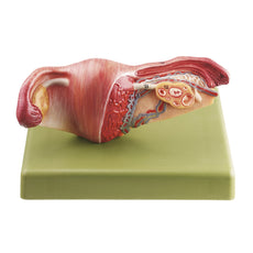 SOMSO Female Genital Organs Model