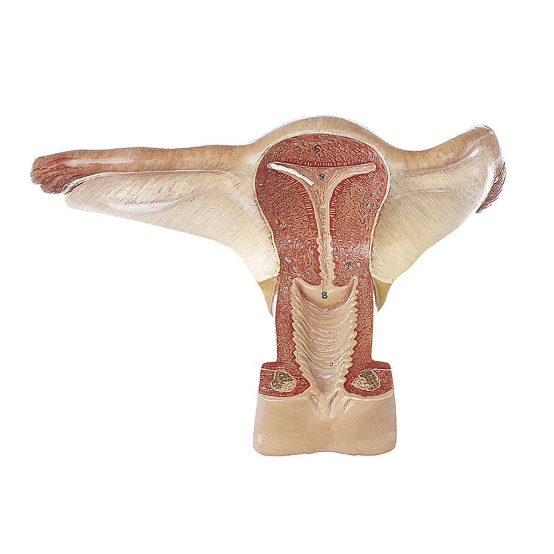 SOMSO Female Genital Organs Model