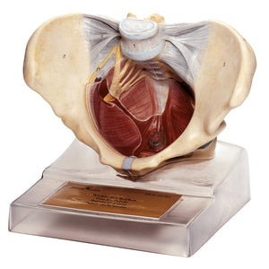 SOMSO Female Pelvic Floor Model