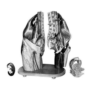 SOMSO Female Pelvis and Lumbar Region