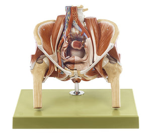 SOMSO Female Pelvis Model, 4 Parts