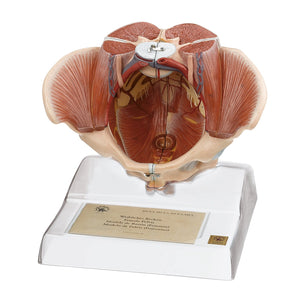 SOMSO Female Pelvis Model