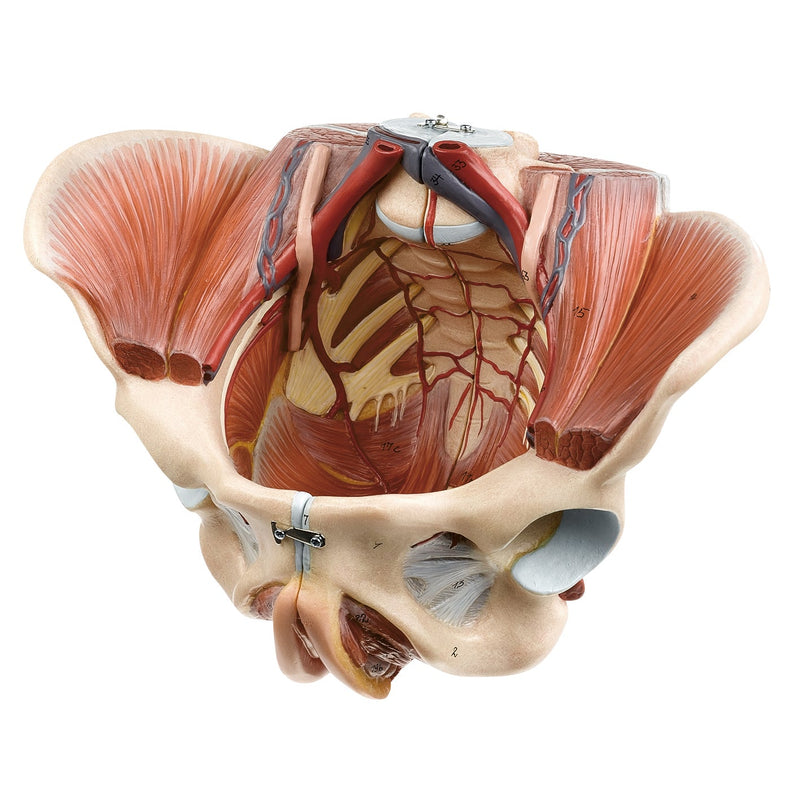SOMSO Female Pelvis Model
