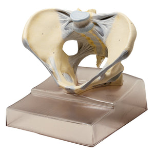 SOMSO Female Pelvis with Ligamentous Apparatus