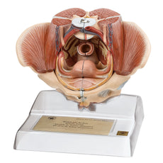 SOMSO Female Pelvis with Organs and Muscles