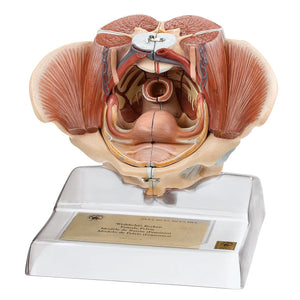 SOMSO Female Pelvis with Organs and Muscles