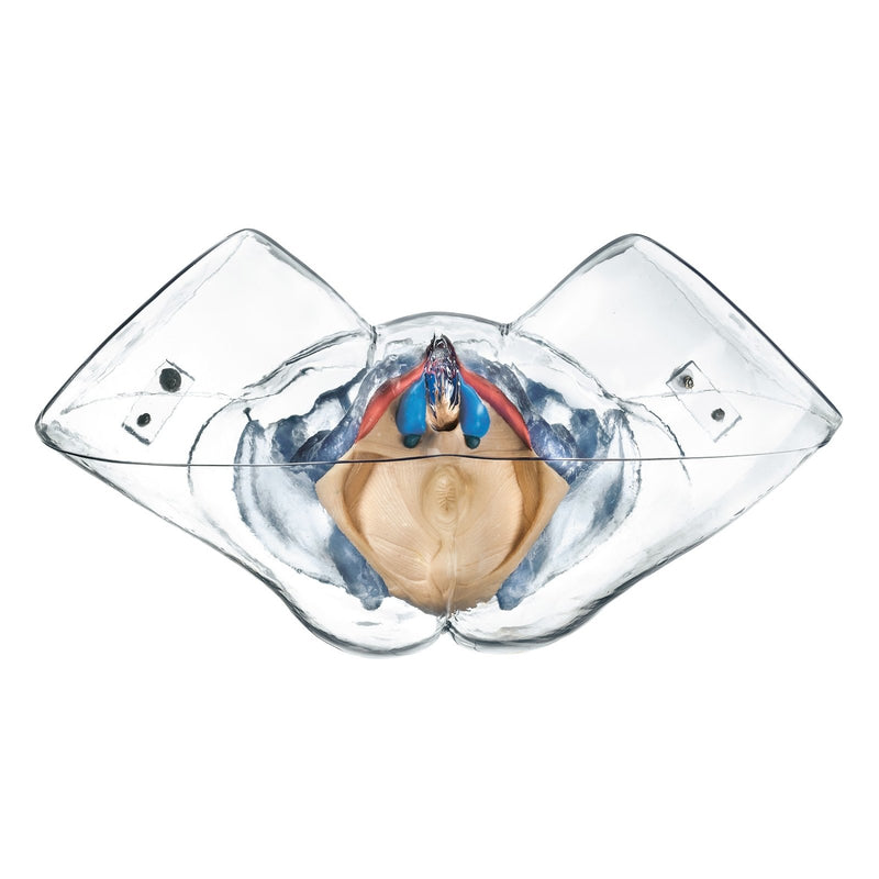 SOMSO Female Sexual Organs Model