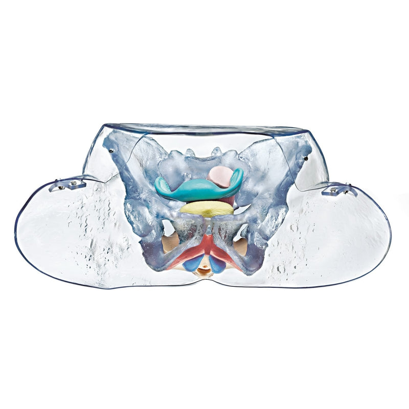 SOMSO Female Sexual Organs Model