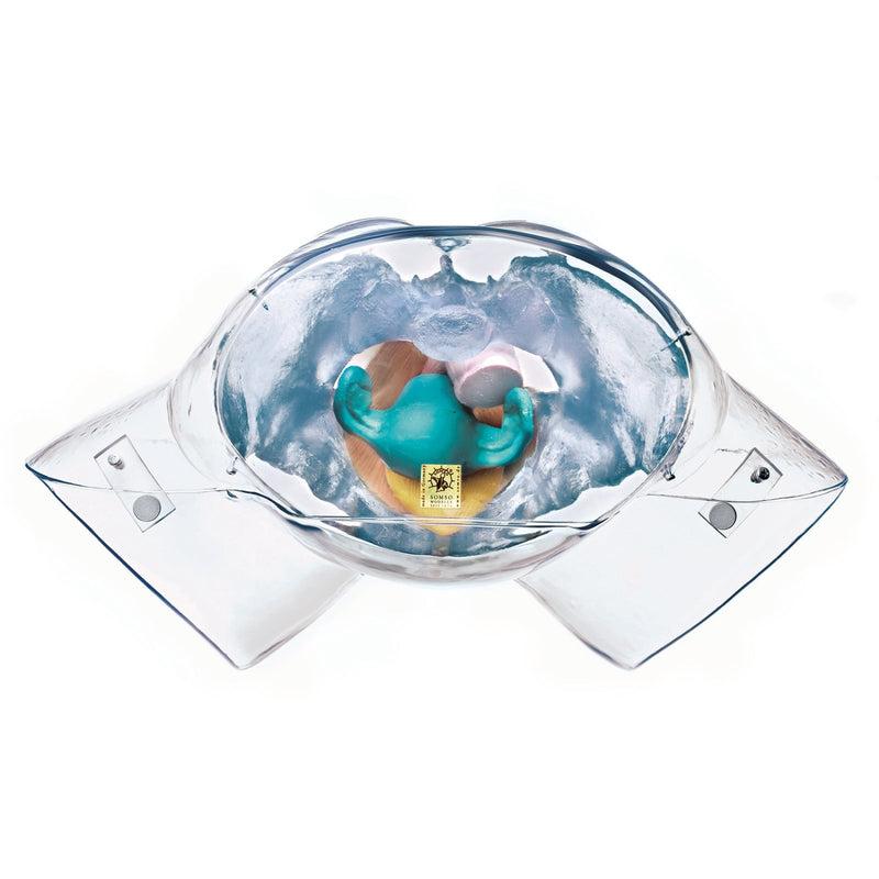 SOMSO Female Sexual Organs Model