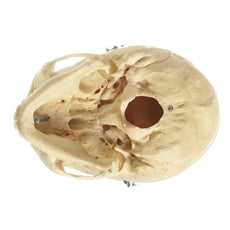 SOMSO Female Skull With Movable Lower Jaw, 3 parts