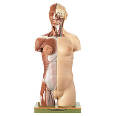 SOMSO Female Torso with Head - Opened Back - 27 Parts