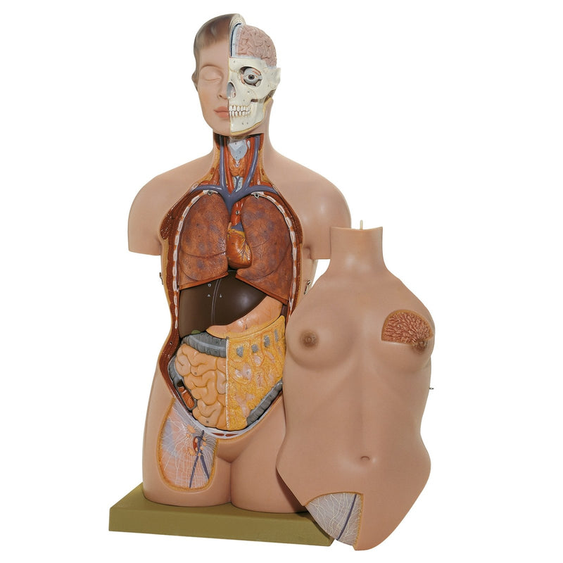 SOMSO Female Torso with Head - Removable Thoracic and Abdominal Wall