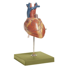 SOMSO Fetal Heart Model - 3 parts
