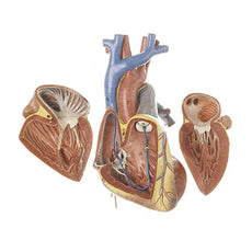 SOMSO Fetal Heart Model - 3 parts