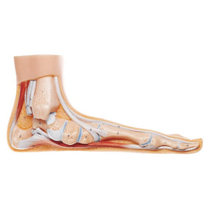 SOMSO Flat Foot - Distal end of Tibia