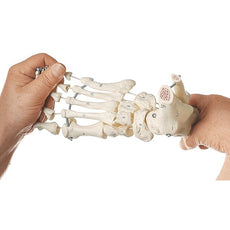 SOMSO Foot Skeleton Model Elastic Mounting
