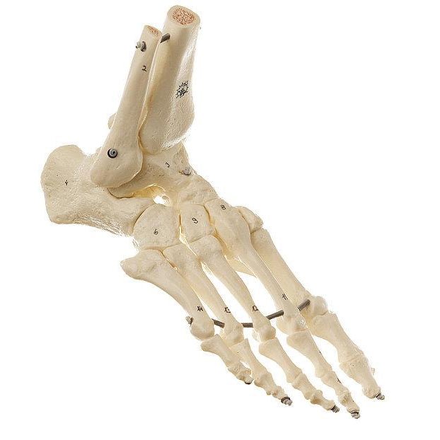 SOMSO Foot Skeleton Model Elastic Mounting