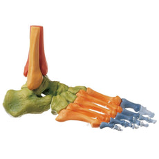 SOMSO Foot Skeleton, Right (Movable Joint Mechanisms and Colour)