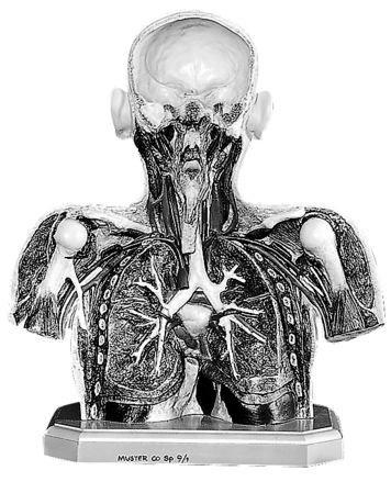 SOMSO Formation of the Thorax